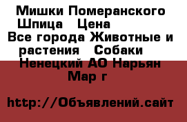 Мишки Померанского Шпица › Цена ­ 60 000 - Все города Животные и растения » Собаки   . Ненецкий АО,Нарьян-Мар г.